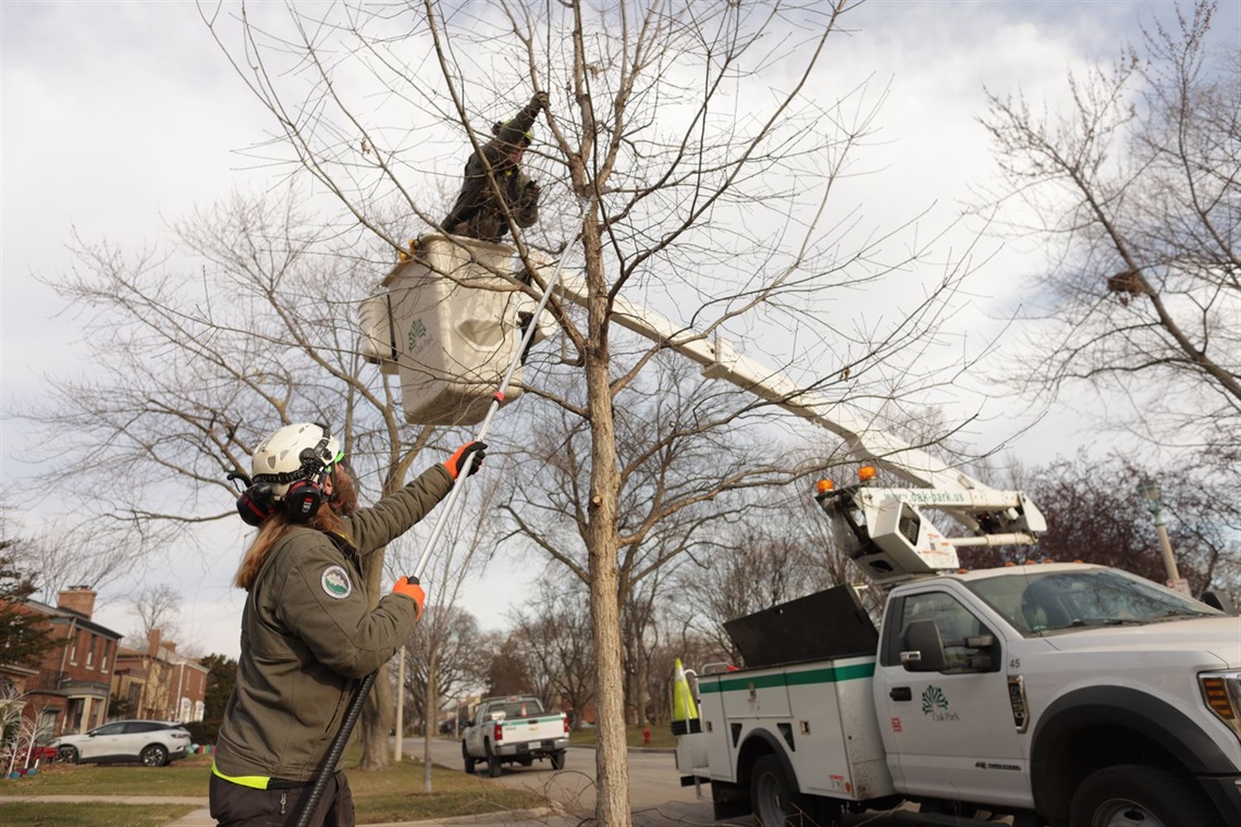 winter tree pruning in Oak Park.JPG